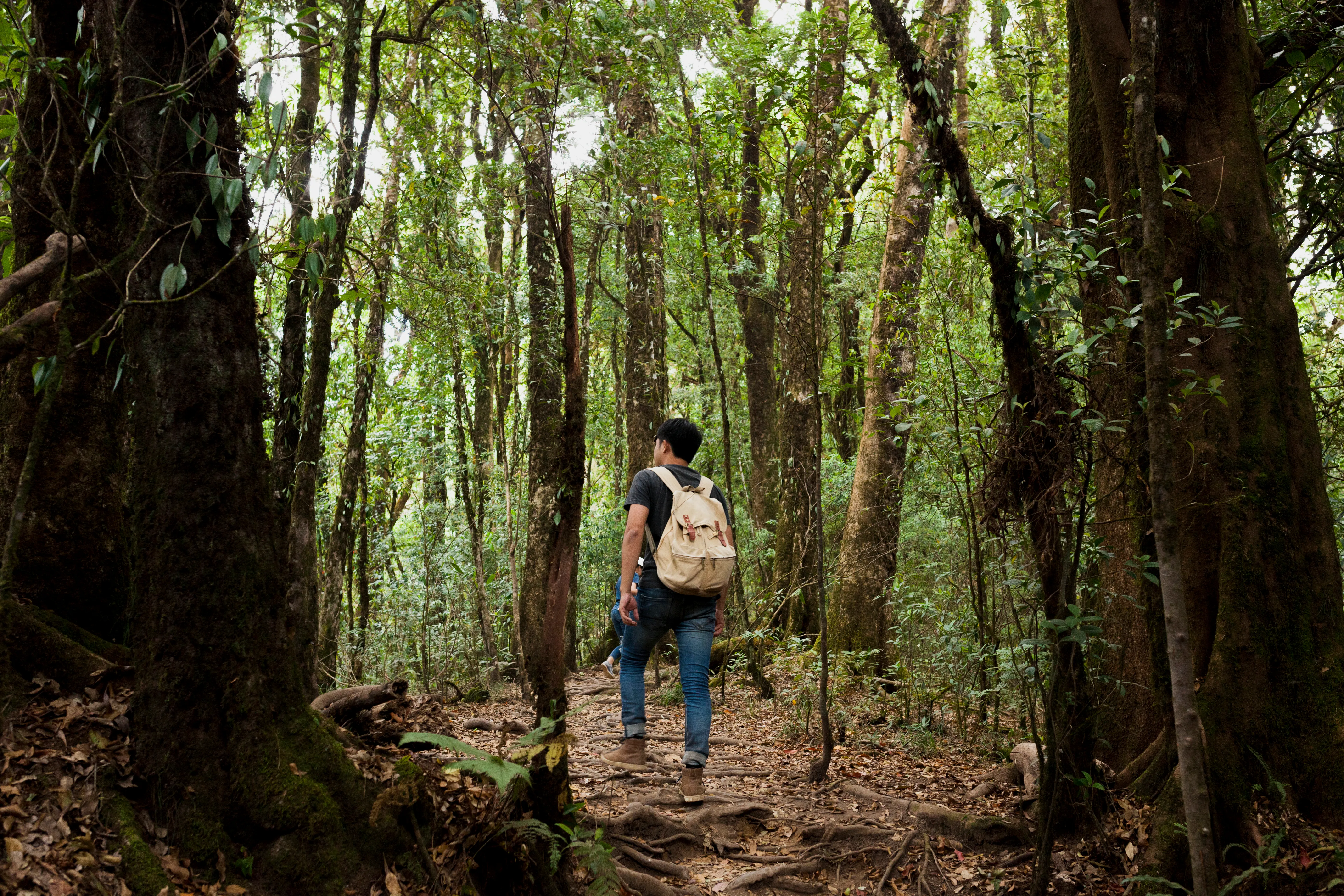 Balades en Forêt